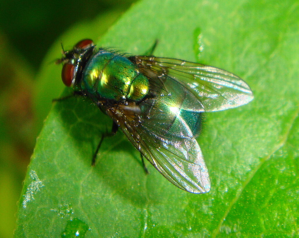 Mosca zul