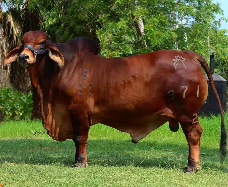 Brahman Rojo