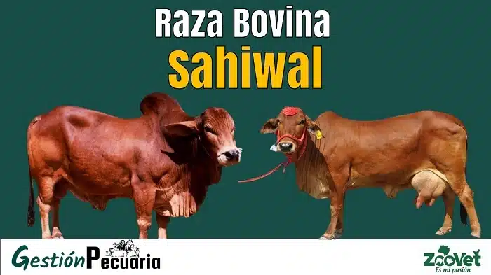 Raza Bovina Sahiwal