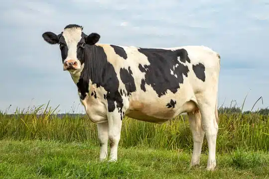 raza Holstein