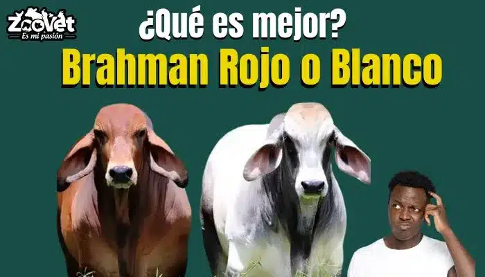 ¿Qué es mejor el Brahman Rojo o Blanco?