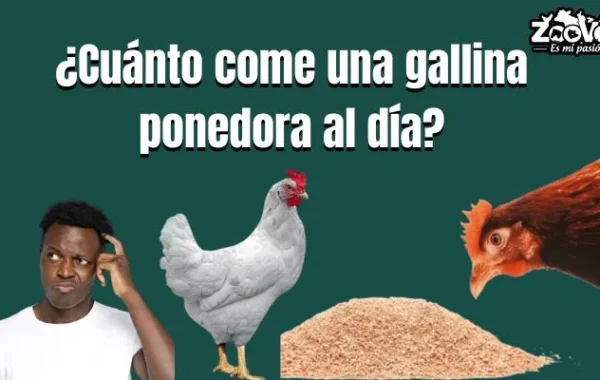 ¿Cuánto come una gallina ponedora al día