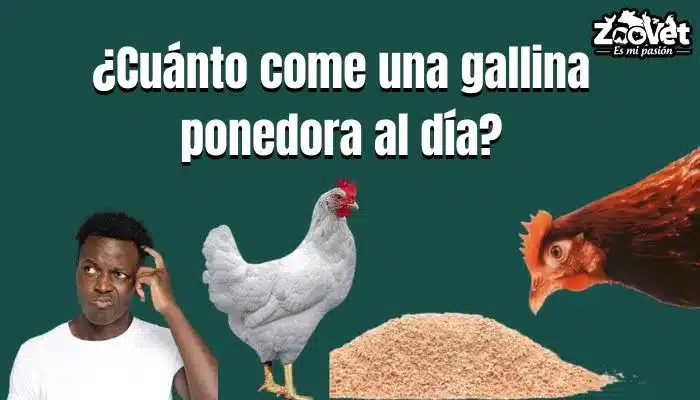 ¿Cuánto come una gallina ponedora al día