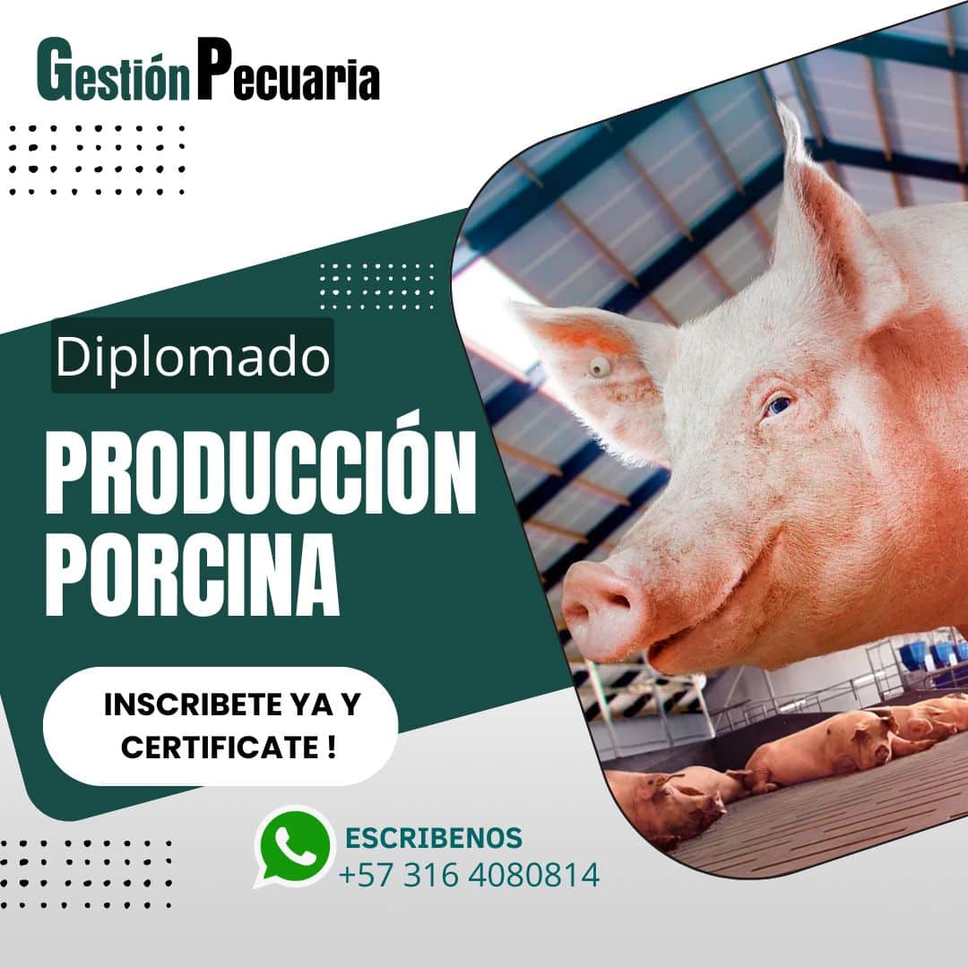 Diplomado Producción Porcina