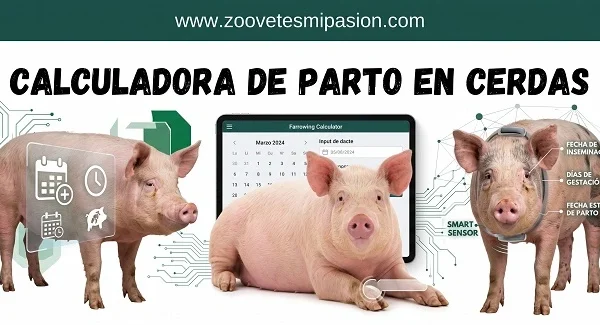 Calculadora de Parto en Cerdas y Planificador Reproductivo Gratuito