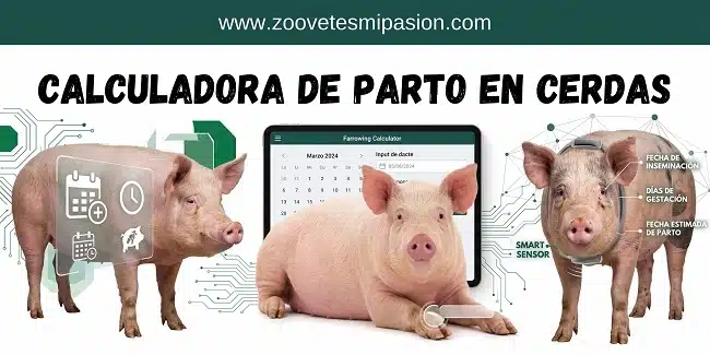 Calculadora de Parto en Cerdas y Planificador Reproductivo Gratuito