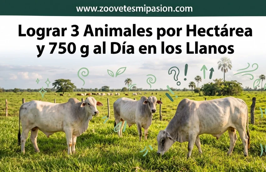 Cómo Lograr 3 Animales por Hectárea y Ganar 750 g al Día en los Llanos