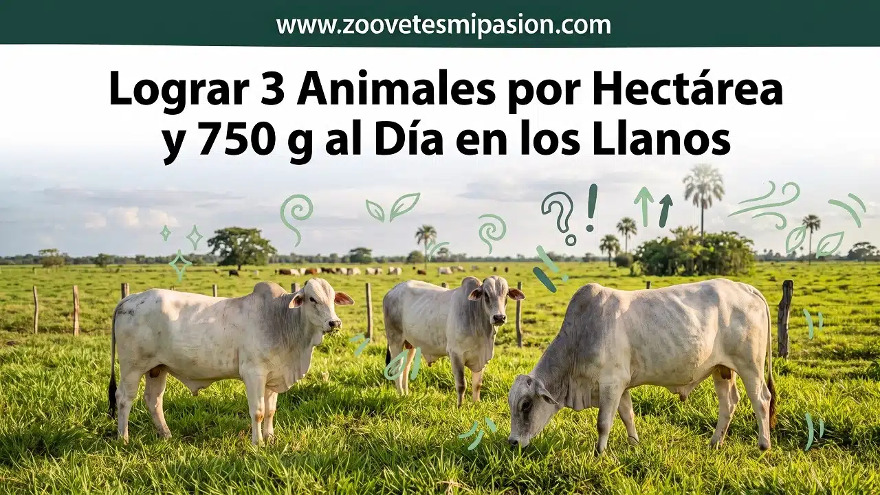 El Secreto del Rebrote: Cómo Lograr 3 Animales por Hectárea y Ganar 750 g al Día en los Llanos