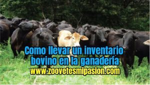 Como llevar un Inventario bovino en la ganadería